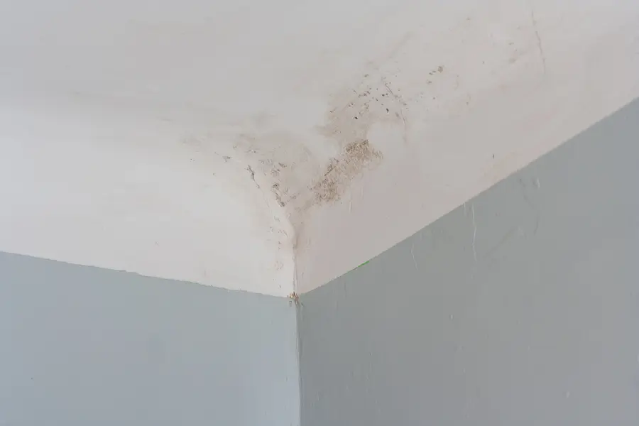 Schimmel und Feuchtigkeit Schimmel und Feuchtigkeit